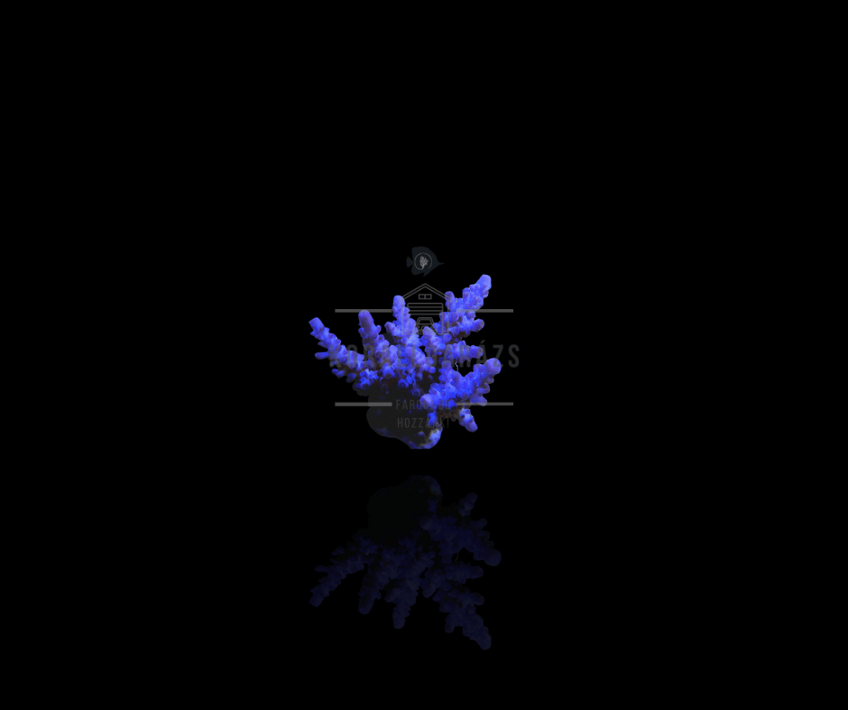 Acropora Gomezi